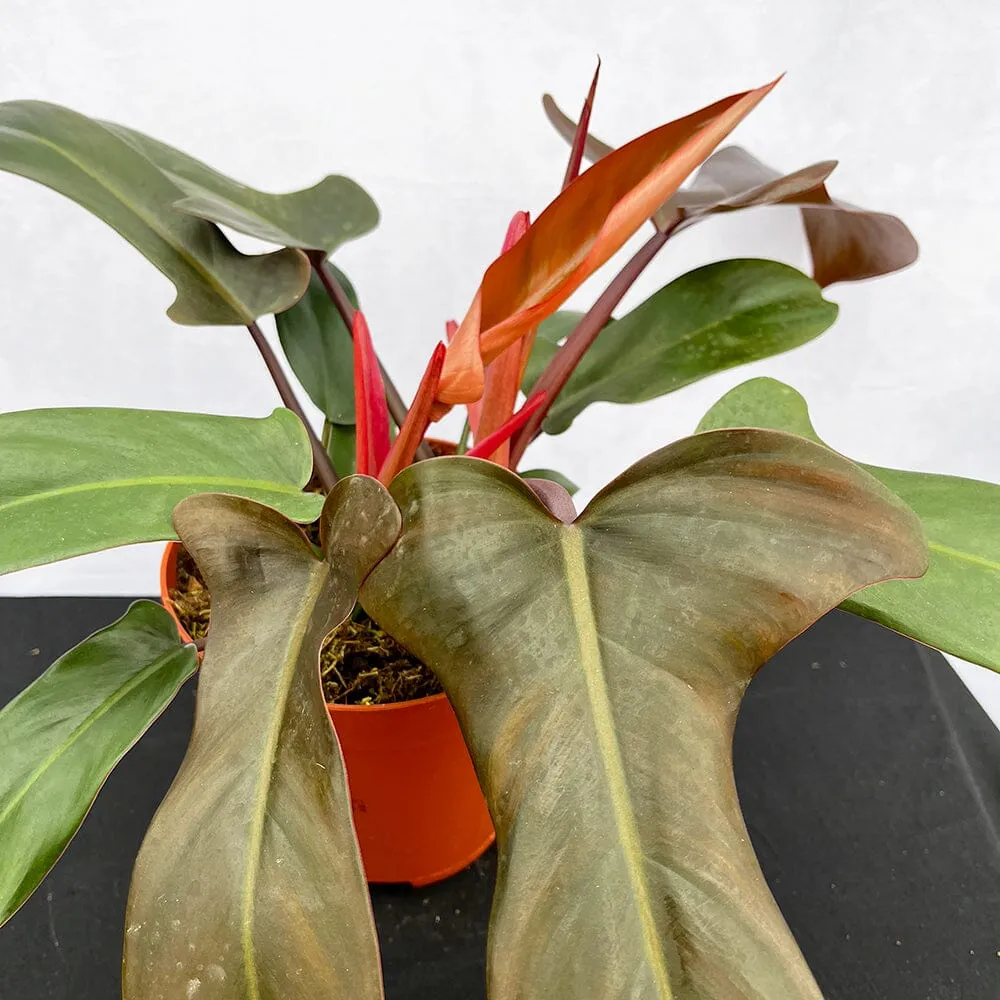 35 - 45cm Philodendron Bronze Florida 15cm Pot House Plant