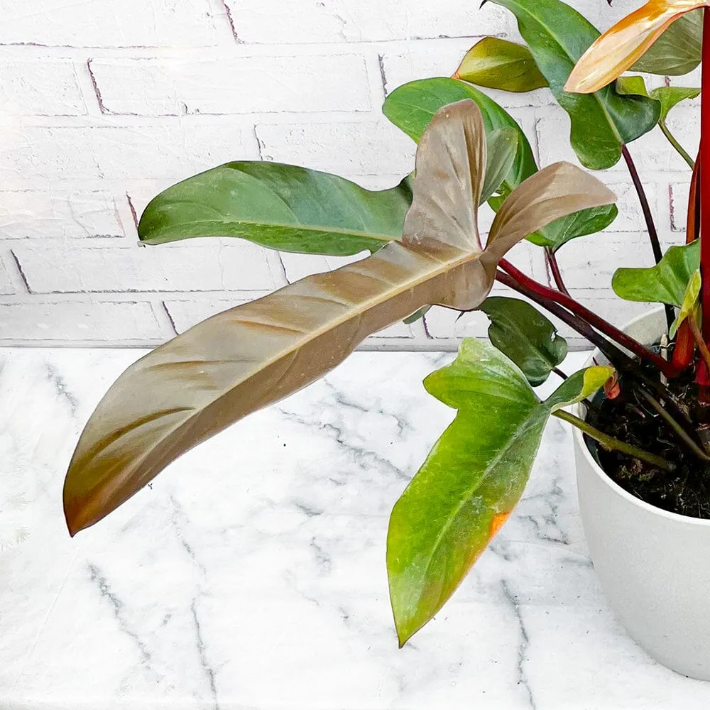 35 - 45cm Philodendron Bronze Florida 15cm Pot House Plant