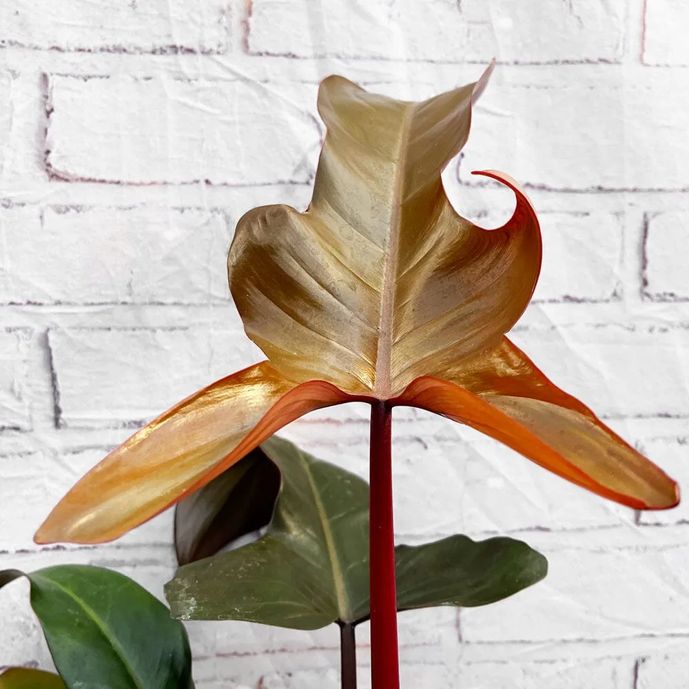 35 - 45cm Philodendron Bronze Florida 15cm Pot House Plant