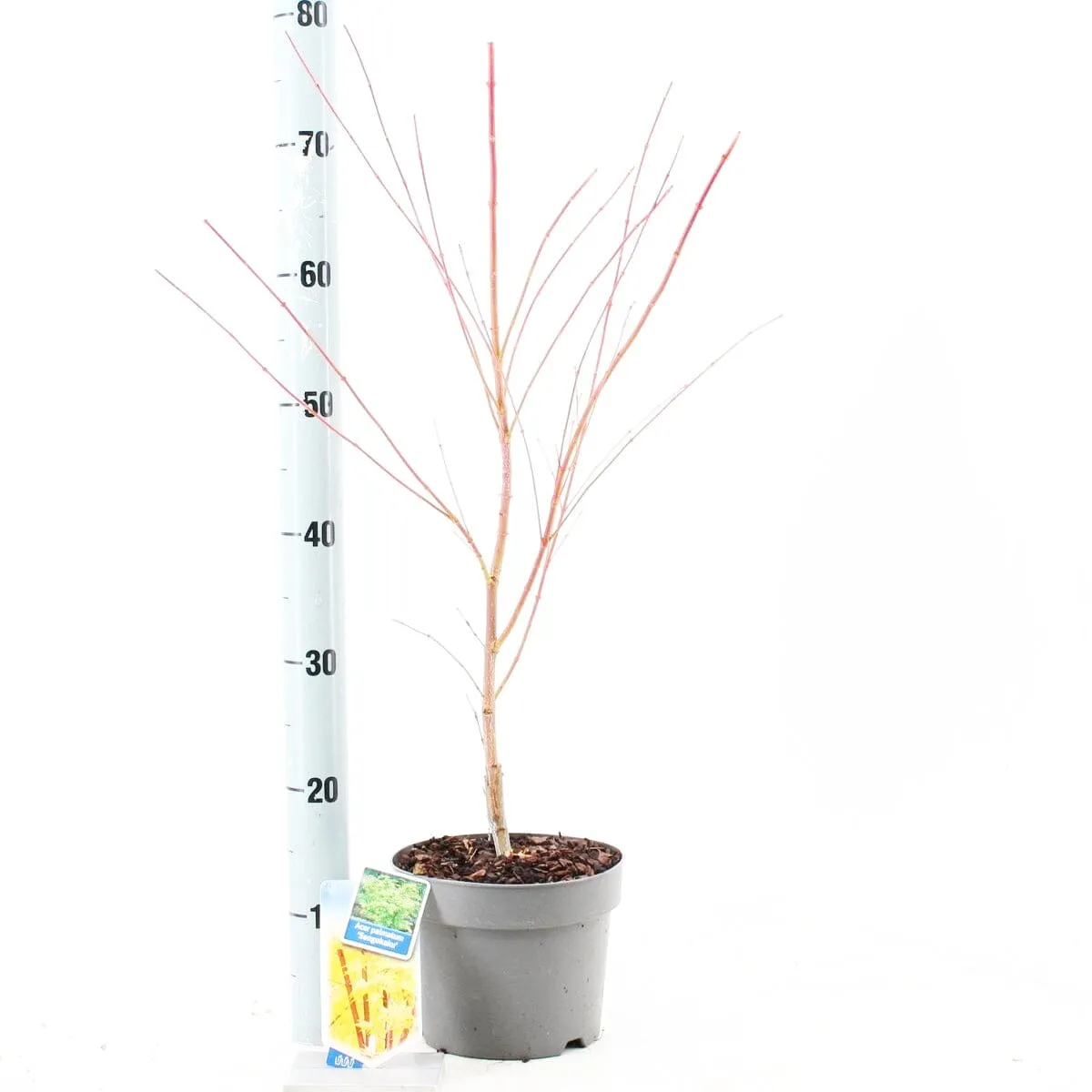 5x Acer Palmatum Sangokaku 19cm Pot 60cm Shrub Plant