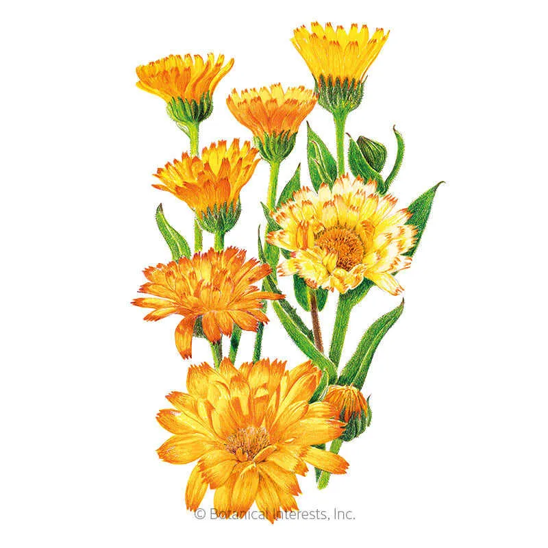 Oopsy Daisy Calendula (Pot Marigold) Seeds